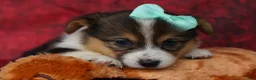 Welsh Corgi Pembroke dogs for sale: Amara🌸 - Ad 8