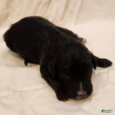 Mini Aussiedoodle dogs for sale: Scout_Male Tri-Color Possible Phantom - Ad 8