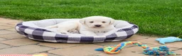Labrador Retriever dogs for sale: Bucky  - Ad 2