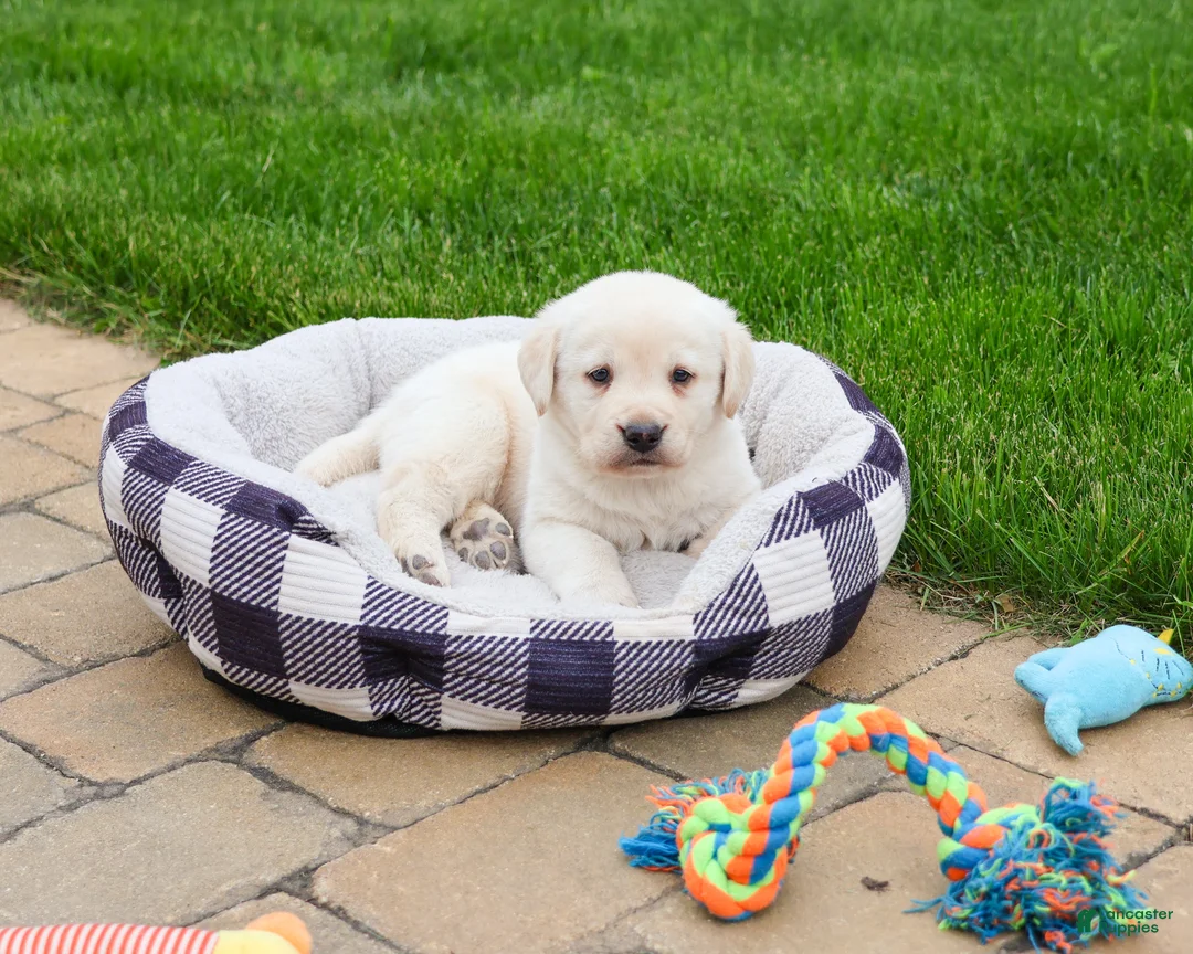 Labrador Retriever dogs for sale: Bucky  - Ad 2
