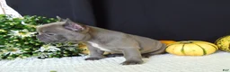 French Bulldog dogs for sale: Millie - Ad 3