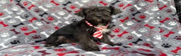 Miniature Schnauzer dogs for sale: Simon - Ad 7