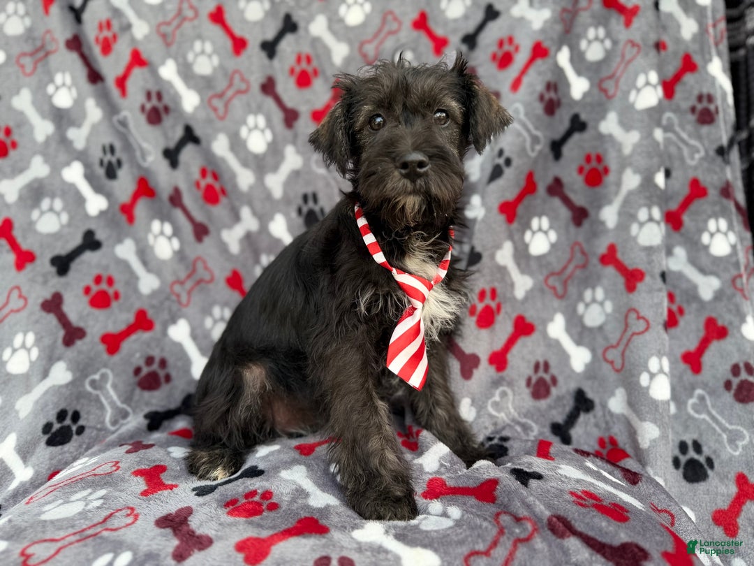 Miniature Schnauzer dogs for sale: Simon - Ad 7