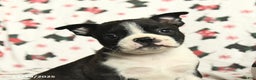 Boston Terrier dogs for sale: Jordan - Ad 4