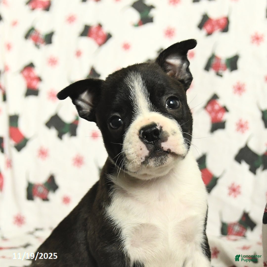 Boston Terrier dogs for sale: Jordan - Ad 4