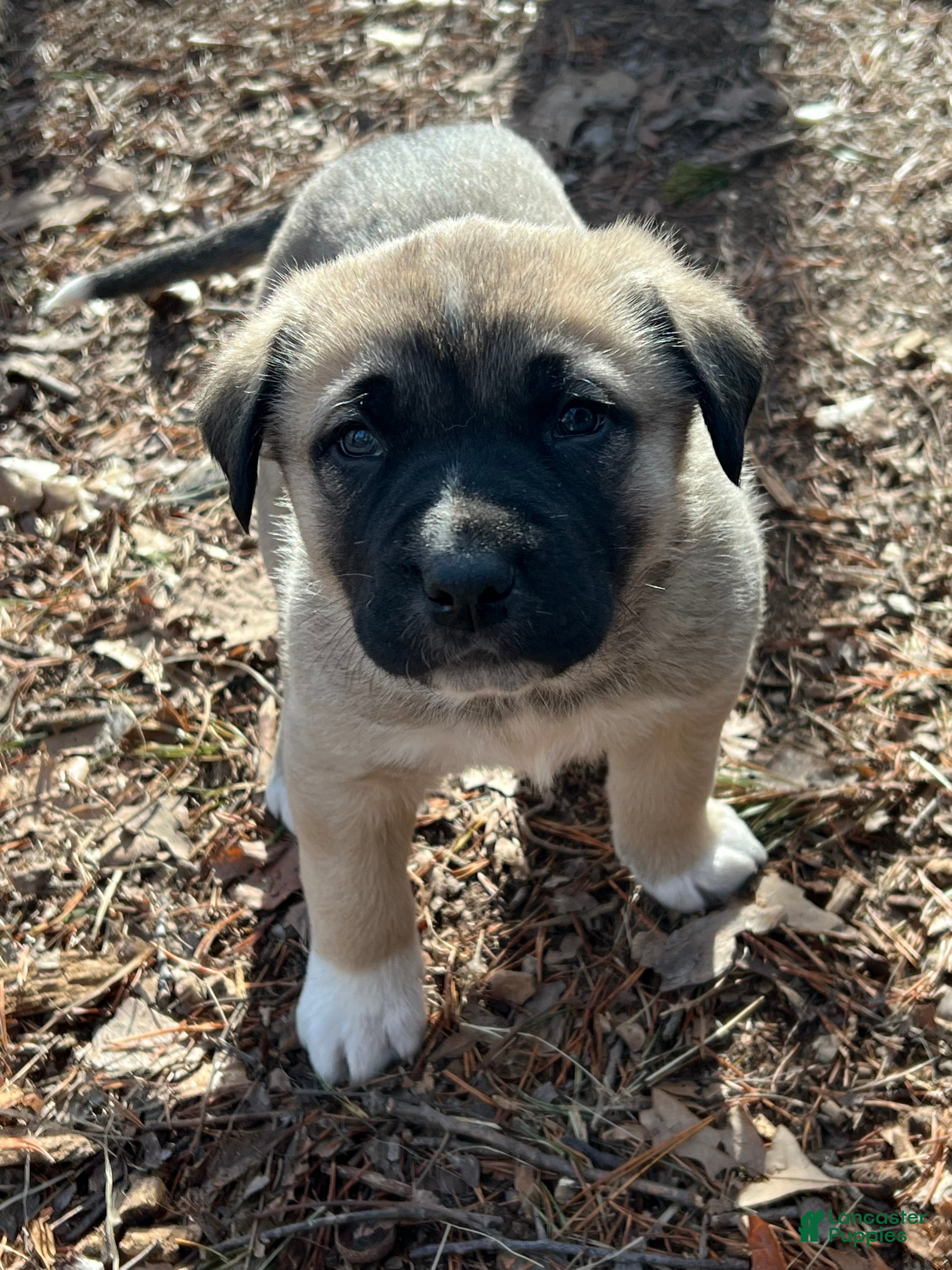 Anatolian Shepherd dogs Anatolian Shepherd Puppy 1 - Ad 1