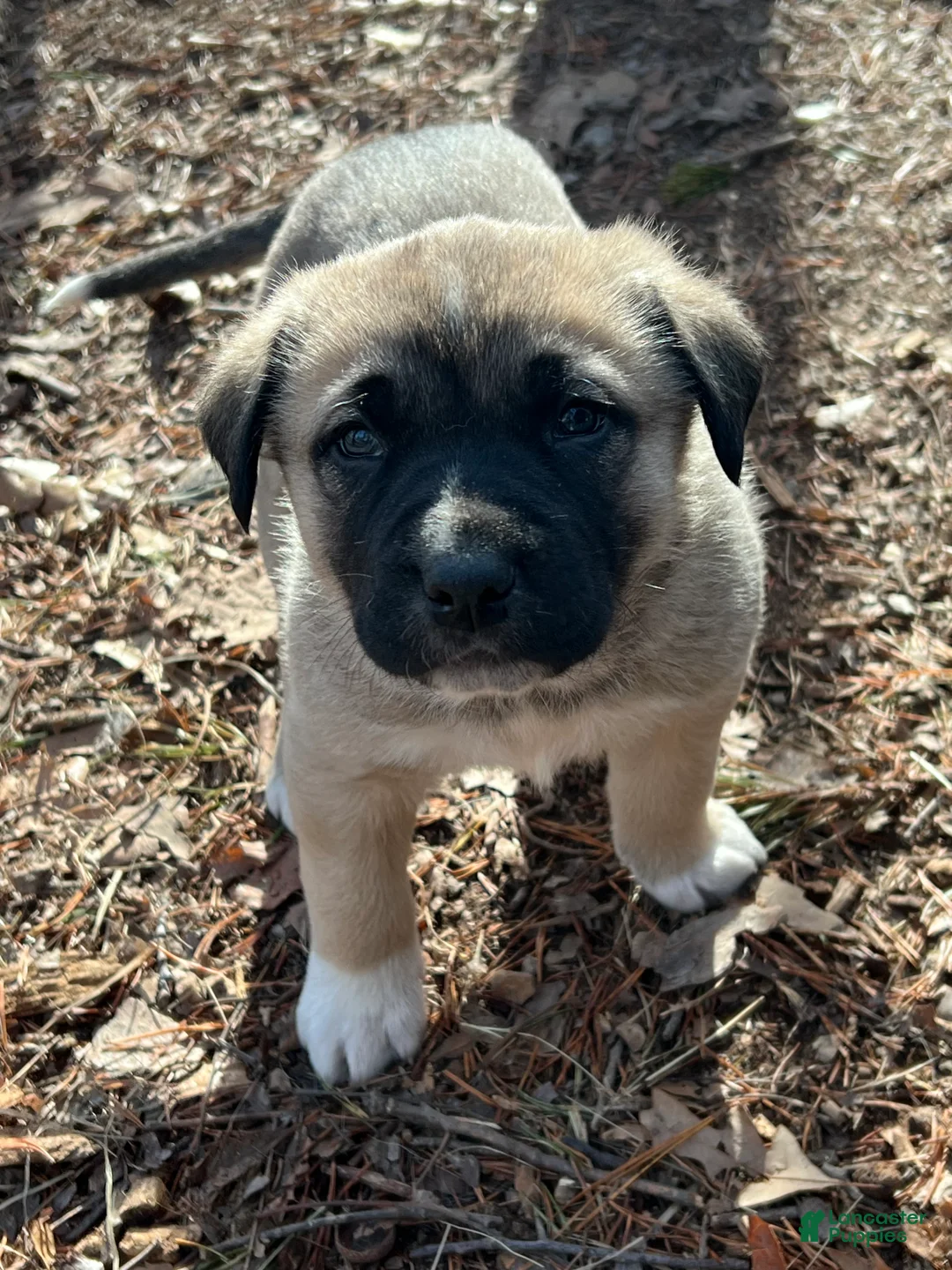 Anatolian Shepherd dogs for sale: Anatolian Shepherd Puppy 1 - Ad 1