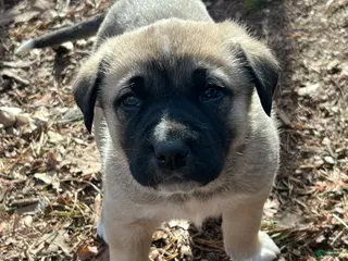 Anatolian Shepherd dogs for sale: Anatolian Shepherd Puppy 1 - Ad 4