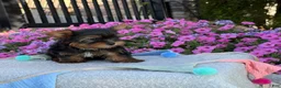 Yorkshire Terrier dogs for sale: Ira - Ad 7