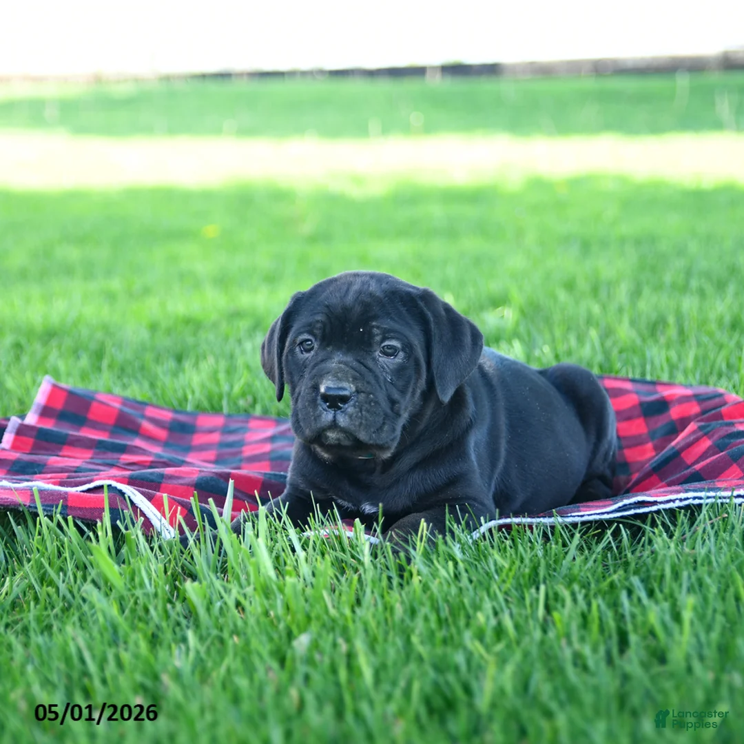 Cane Corso dogs for sale: Ida - Ad 2
