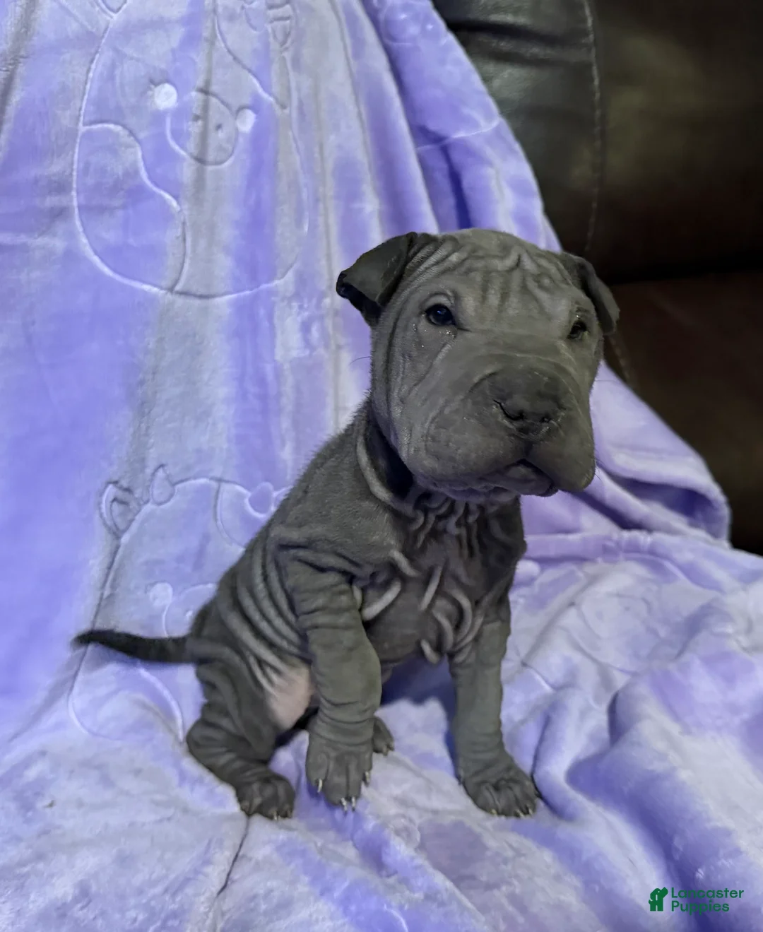 Shar Pei dogs for sale: Cinderella - Ad 3