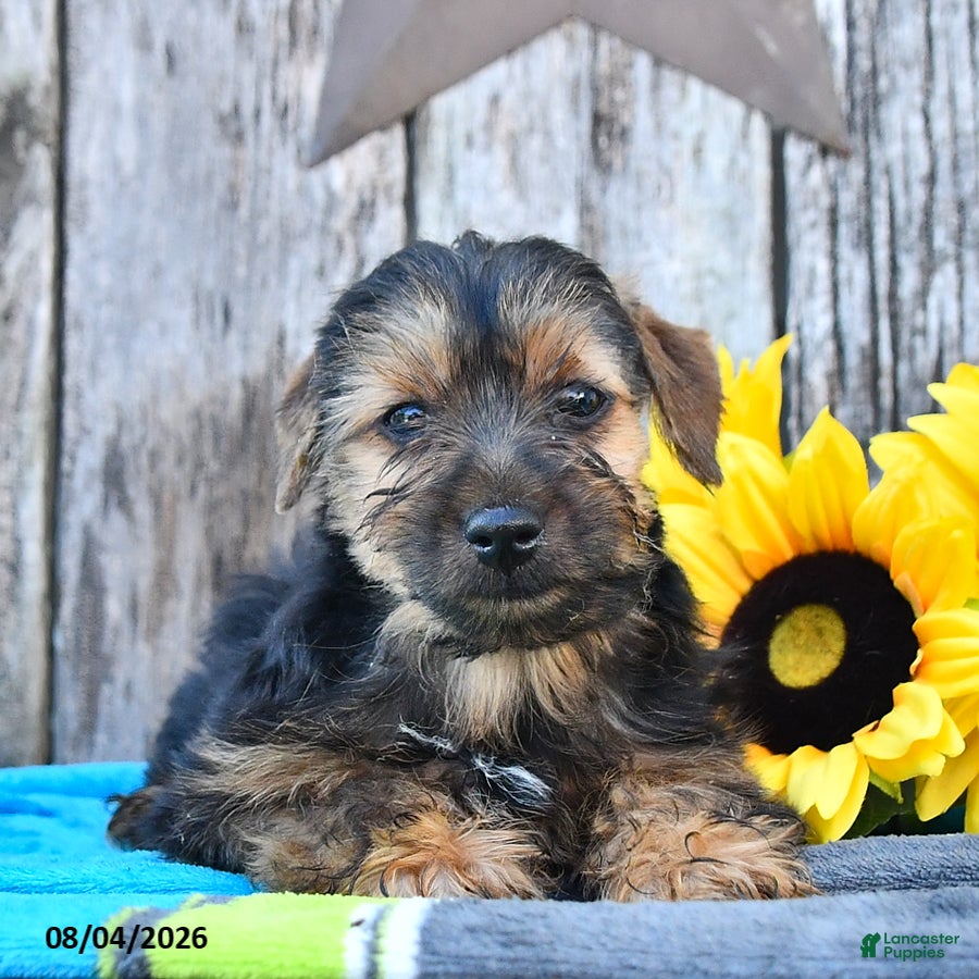 Yorkshire Terrier dogs Jack  - Ad 1