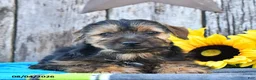 Yorkshire Terrier dogs for sale: Jack  - Ad 1