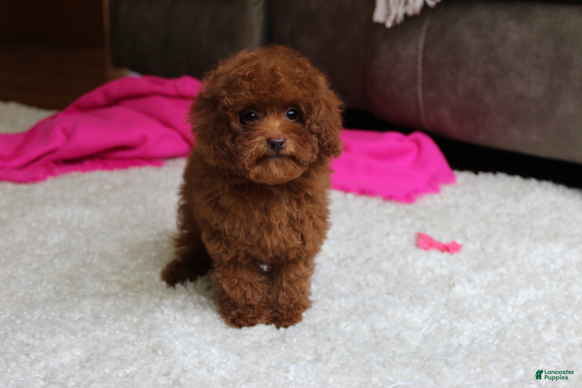 Toy Poodle dogs Mia - Ad 2