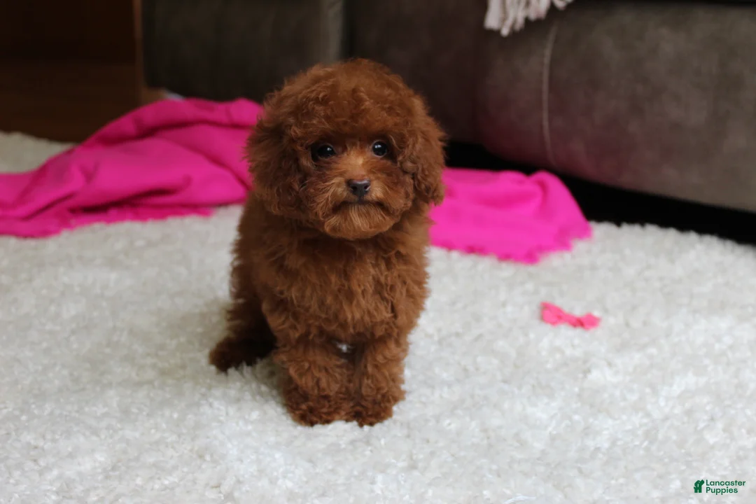 Toy Poodle dogs for sale: Mia - Ad 2