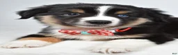Miniature Australian Shepherd dogs for sale: Finley - Ad 4