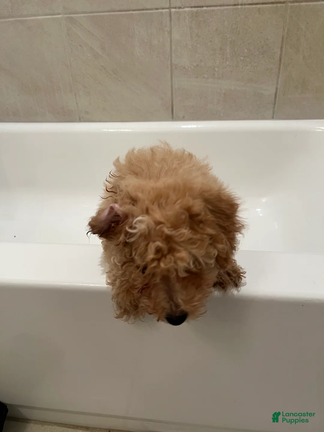 Mixed Breed dogs for sale: Princess  - Ad 2