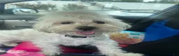 Morkie dogs for sale: Cash - Ad 3