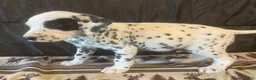 Dalmatian dogs for sale: Racer - Ad 2