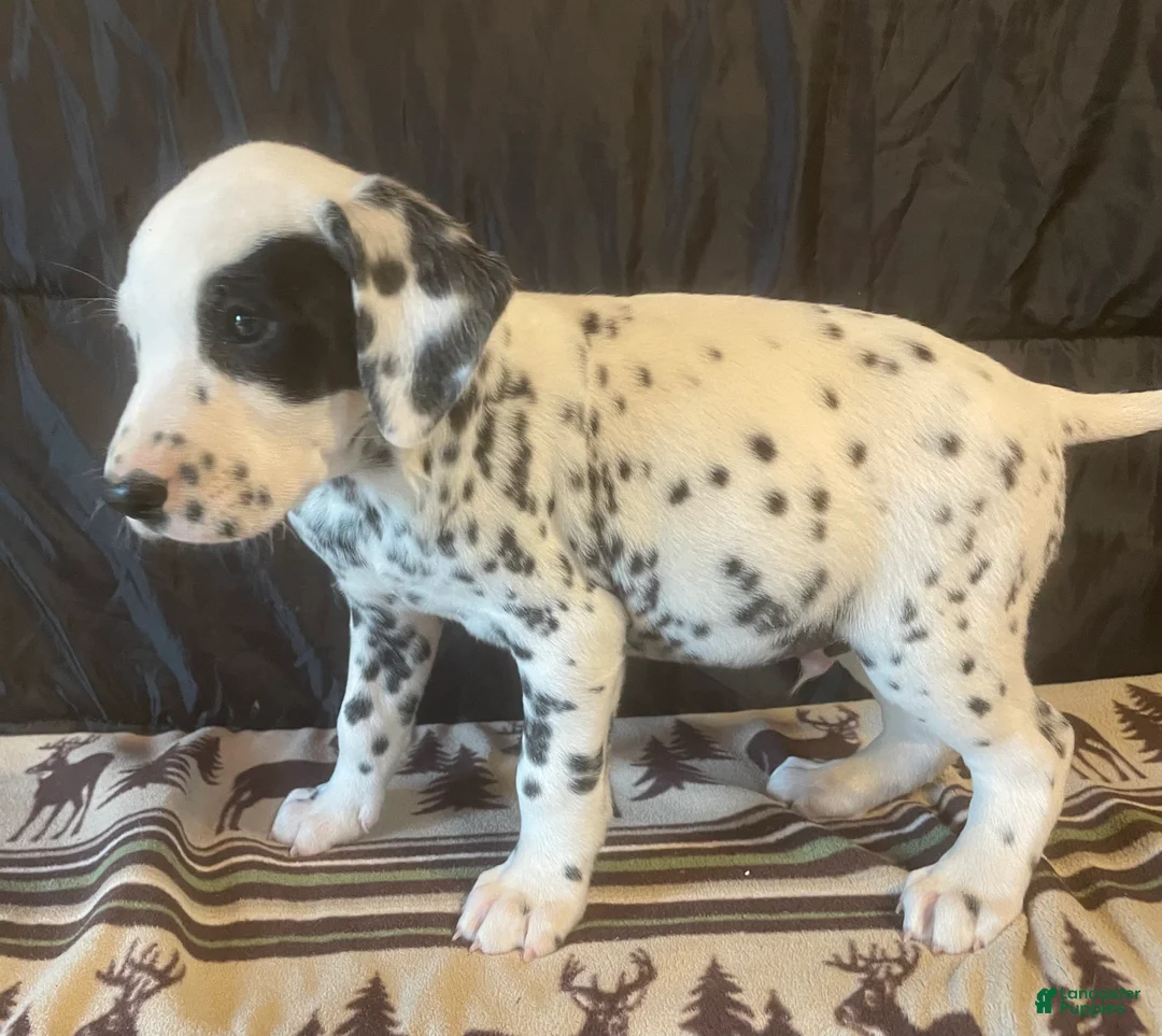 Dalmatian dogs for sale: Racer - Ad 2