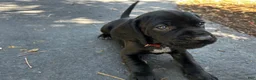 Mixed Breed dogs for sale: Red - Ad 3
