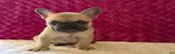 French Bulldog dogs for sale: Snoopy  - Ad 2