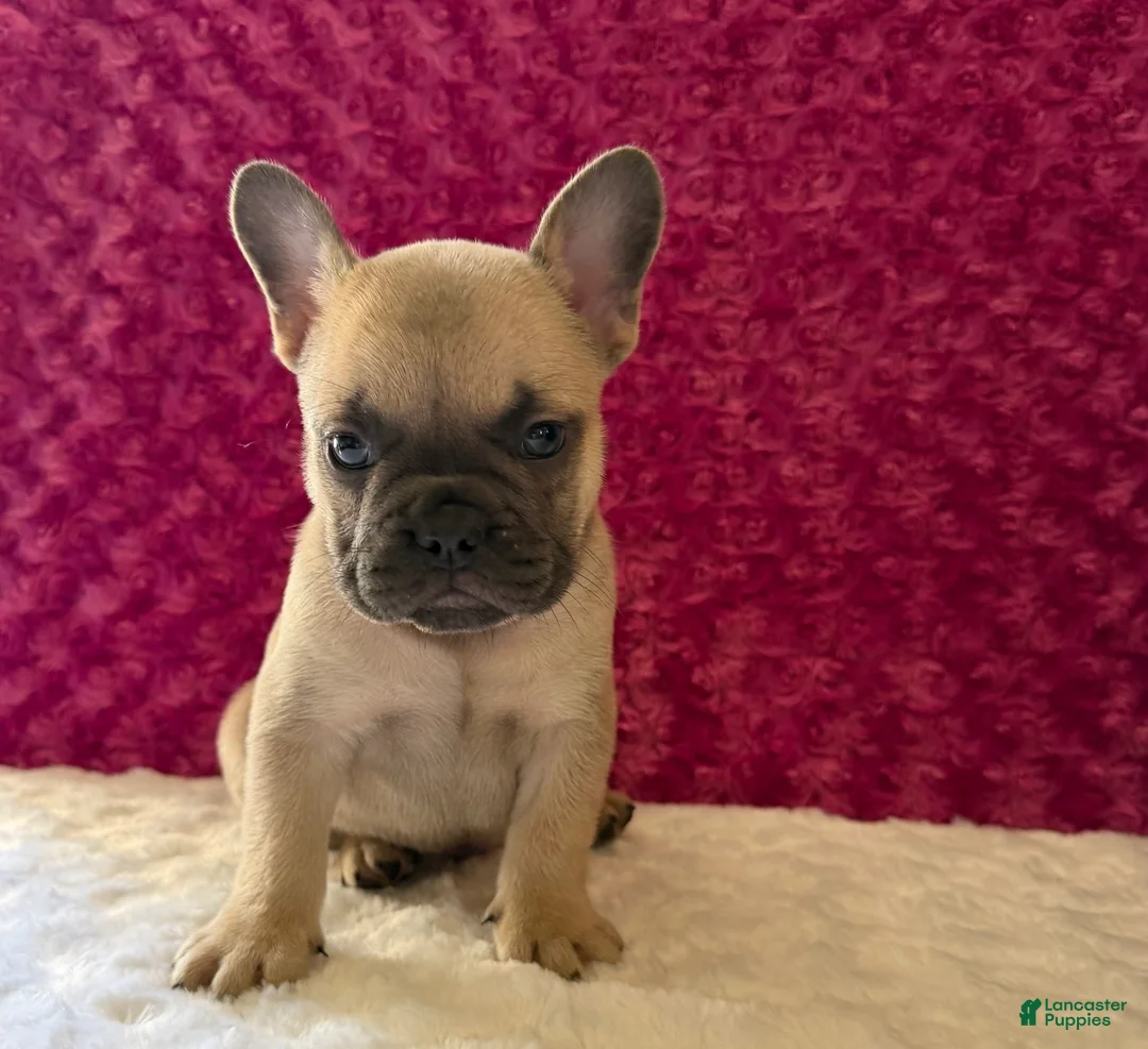 French Bulldog dogs for sale: Snoopy  - Ad 2