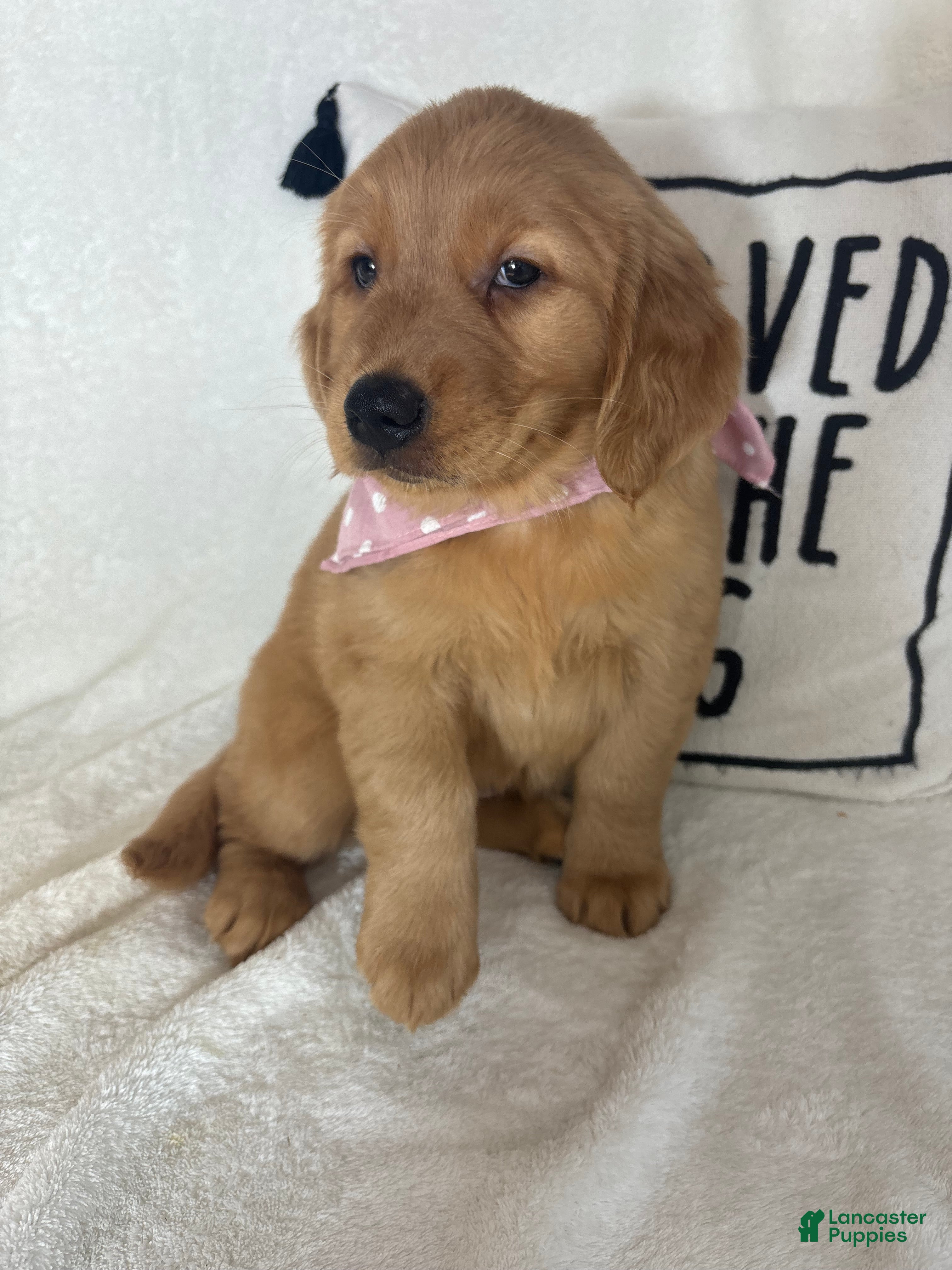Golden Retriever dogs Marigold - Ad 21