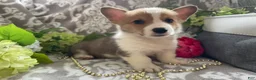 Welsh Corgi Pembroke dogs for sale: Mikey - Ad 10