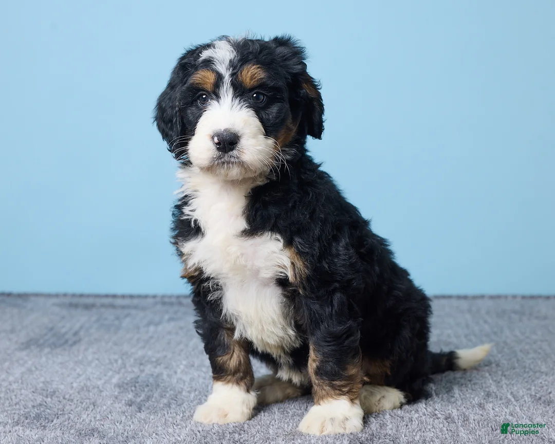 Bernedoodle dogs for sale: Heart - Ad 3