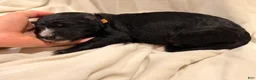 Bernedoodle dogs for sale: Orange - Lucky 8 Ball - Ad 3