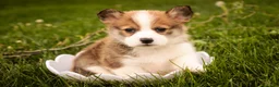 Welsh Corgi Pembroke dogs for sale: Ziggy - Ad 3