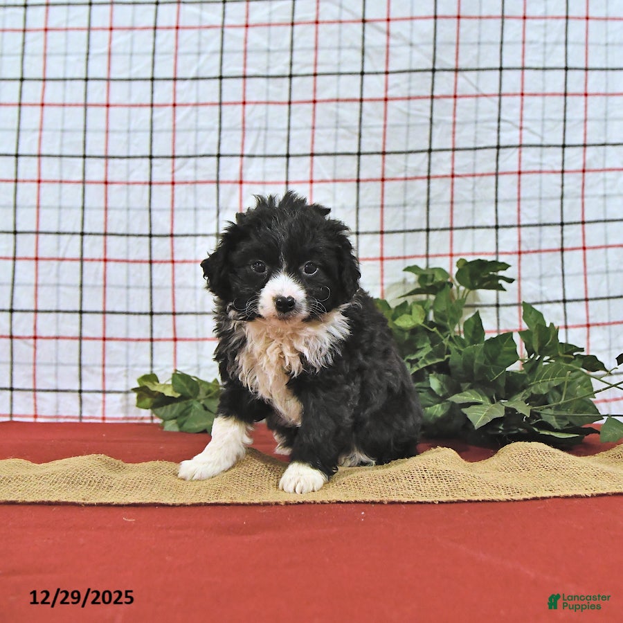 Mini Aussiedoodle dogs Holly EXTRA SMALL - Ad 2