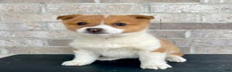 Welsh Corgi Pembroke dogs for sale: Grace - Ad 1