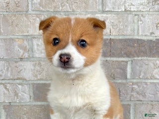 Welsh Corgi Pembroke dogs Grace - Ad 35