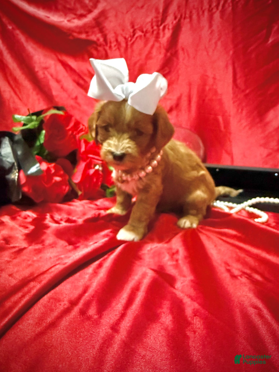 Yorkiepoo dogs for sale: Butterfinger  - Ad 10