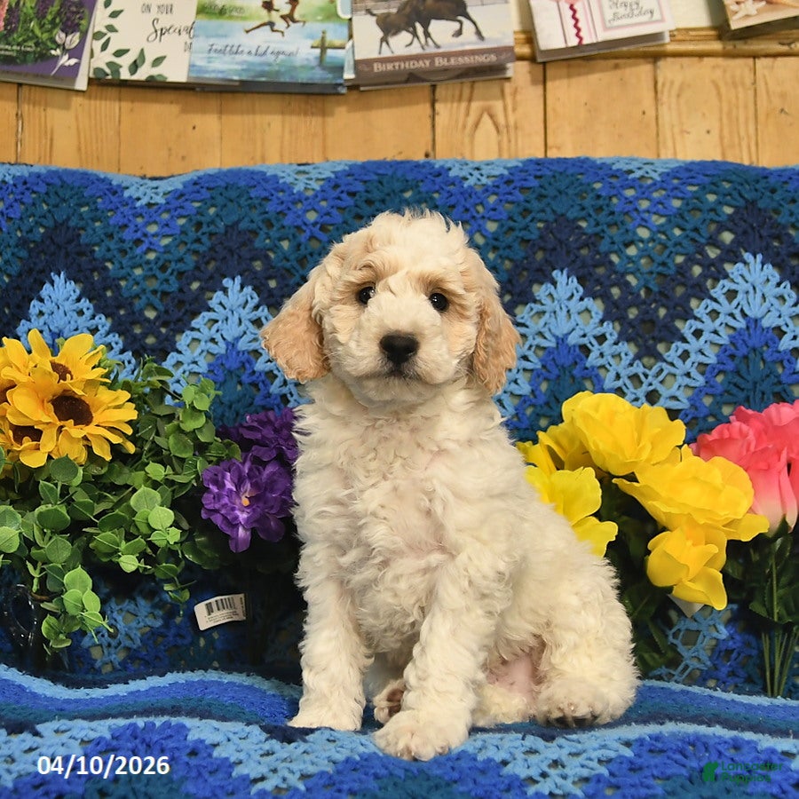 Mini Goldendoodle dogs Spot  - Ad 1