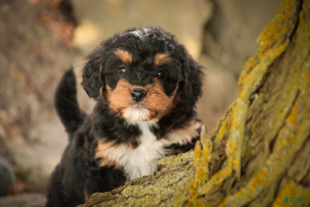 Mini Bernedoodle dogs Apple F1 Mini Bernedoodle  - Ad 2