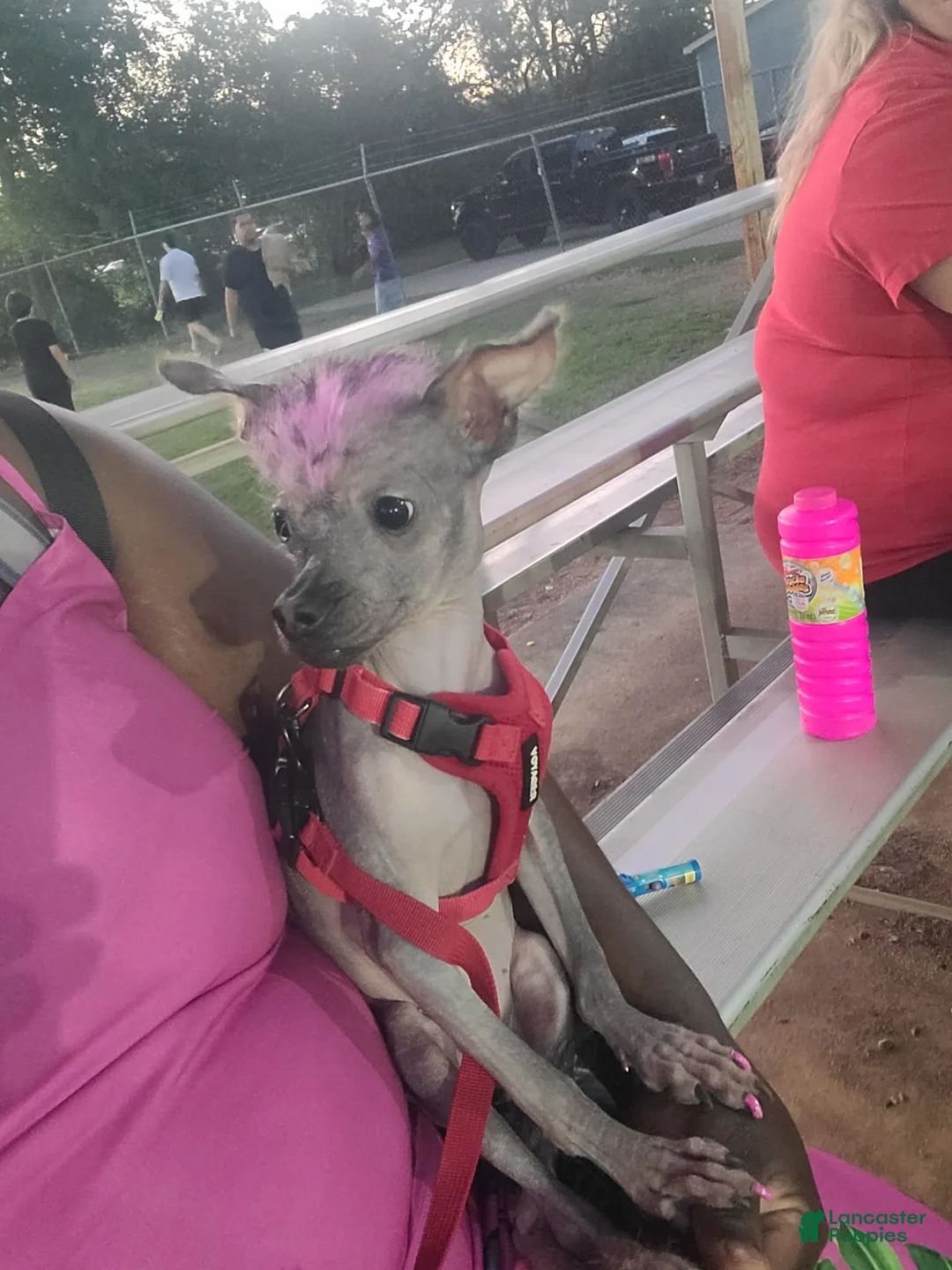 Xoloitzcuintle dogs for sale: Xoloitzcuintle Puppy 1 - Ad 1