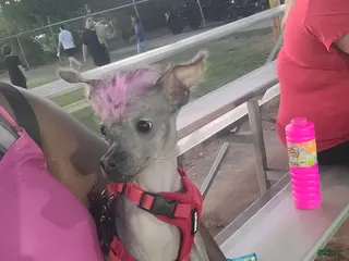 Xoloitzcuintle dogs Xoloitzcuintle Puppy 1 - Ad 22