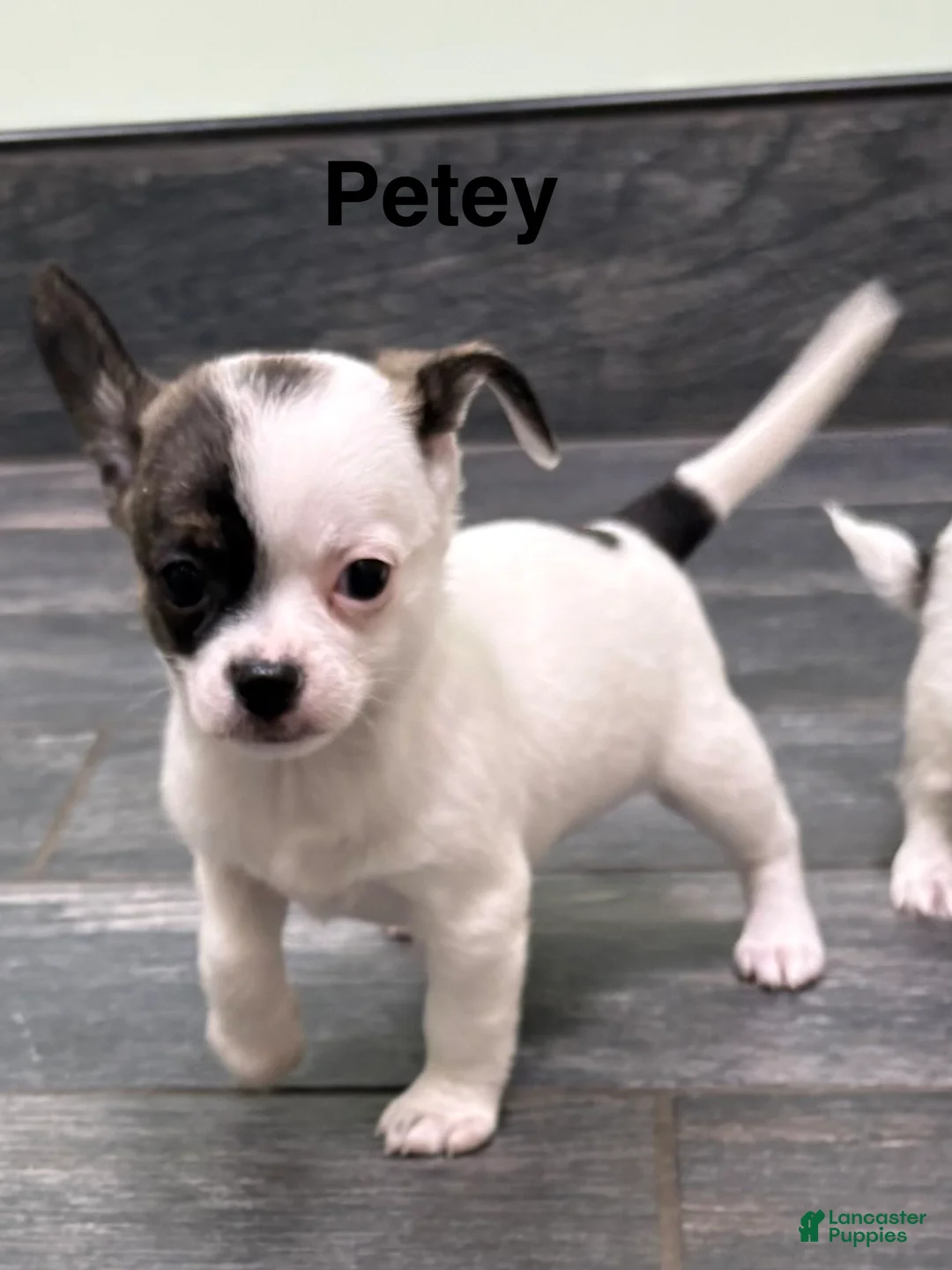 Chihuahua dogs for sale: Chihuahua Puppy 1 - Ad 1