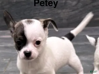 Chihuahua dogs Chihuahua Puppy 1 - Ad 35