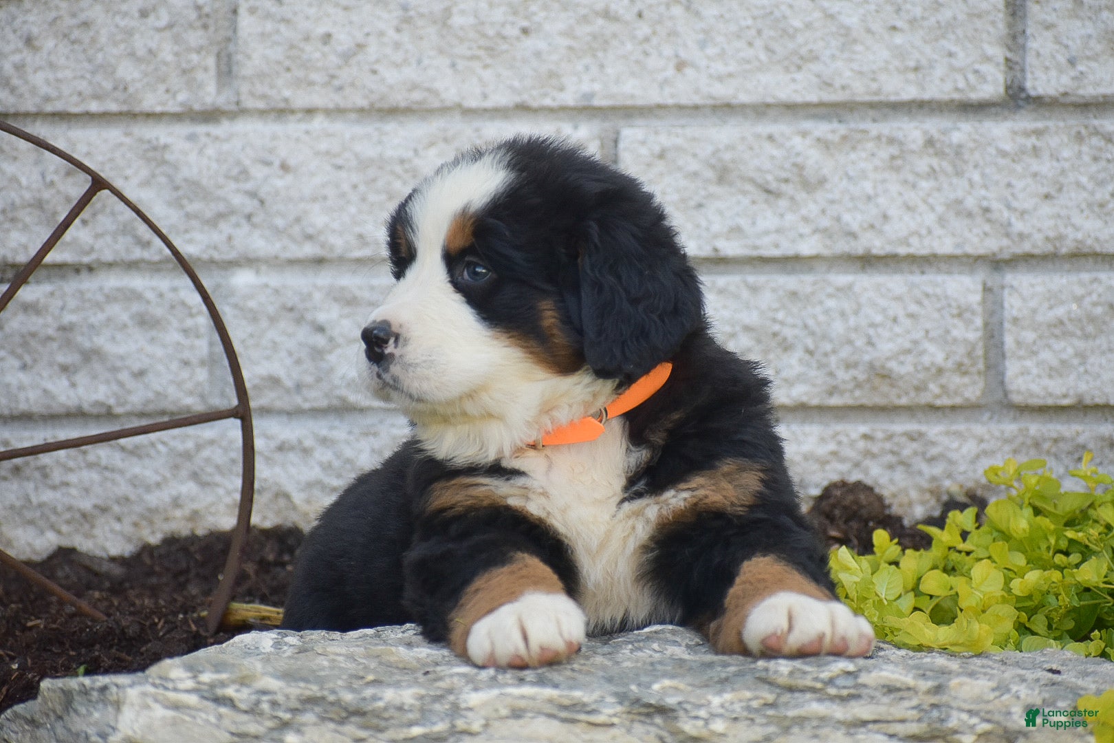 Bernese Mountain Dog dogs for sale: Scarlett - Ad 4