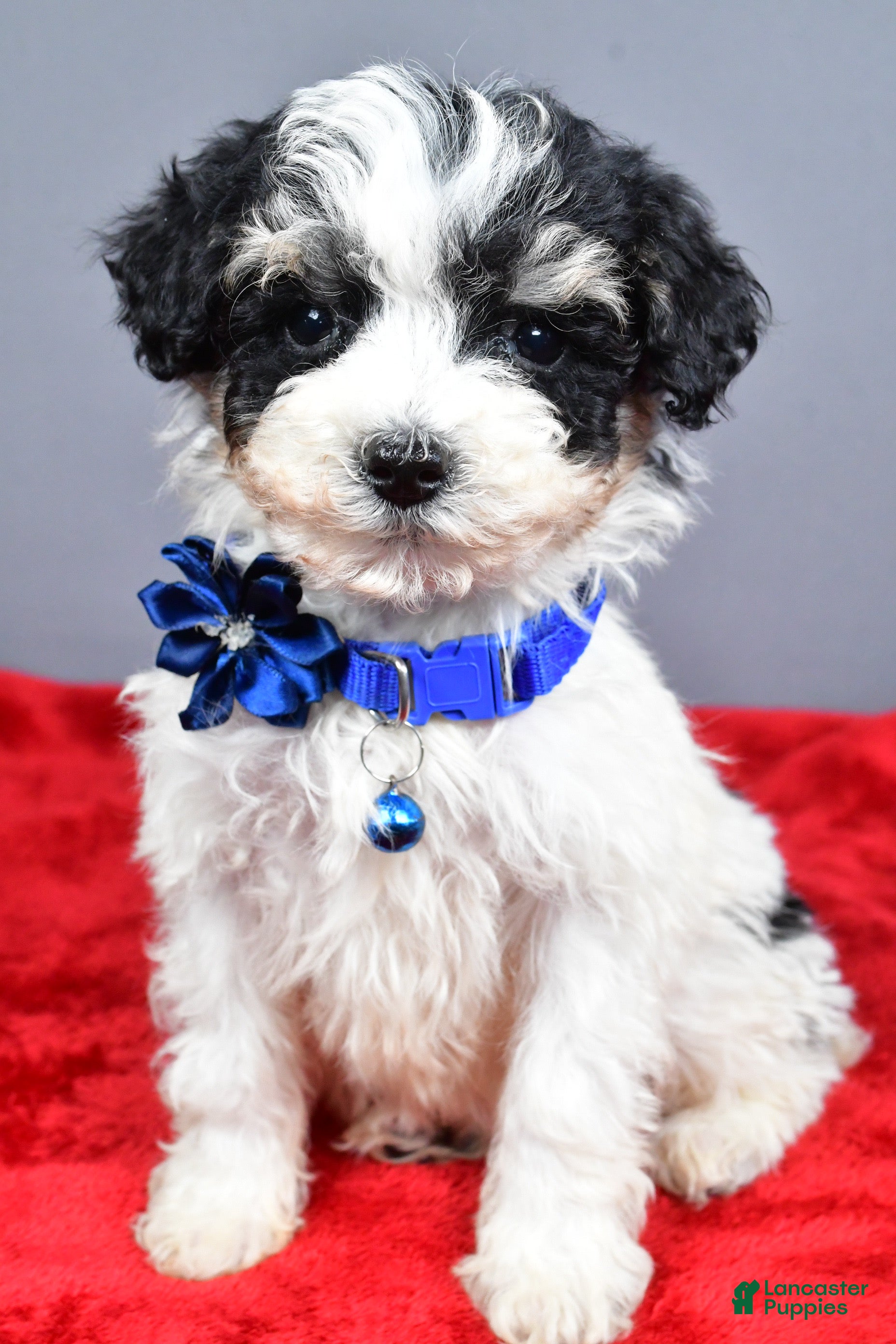Miniature Poodle dogs Zeta - Ad 1