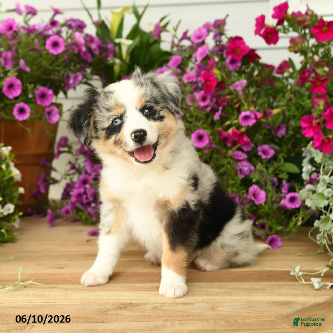 Toy Australian Shepherd dogs for sale: Amber - Ad 1