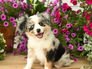 Toy Australian Shepherd dogs for sale: Amber - Ad 3