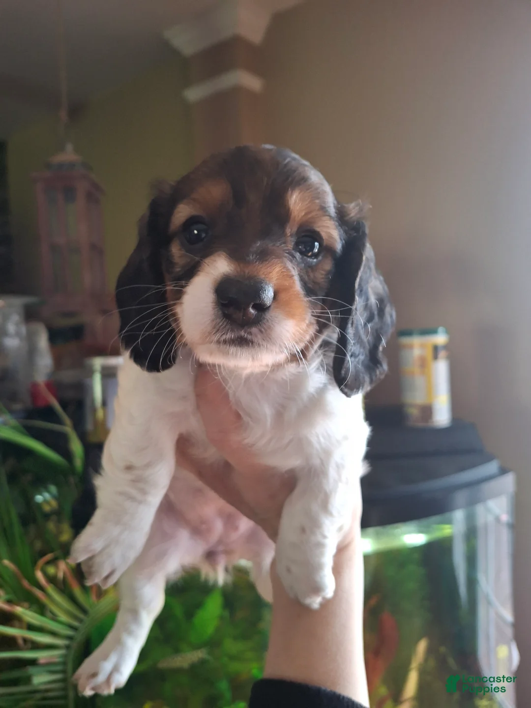 Miniature Dachshund dogs for sale: Darla - Ad 1