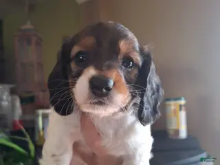 Miniature Dachshund dogs Darla - Ad 4