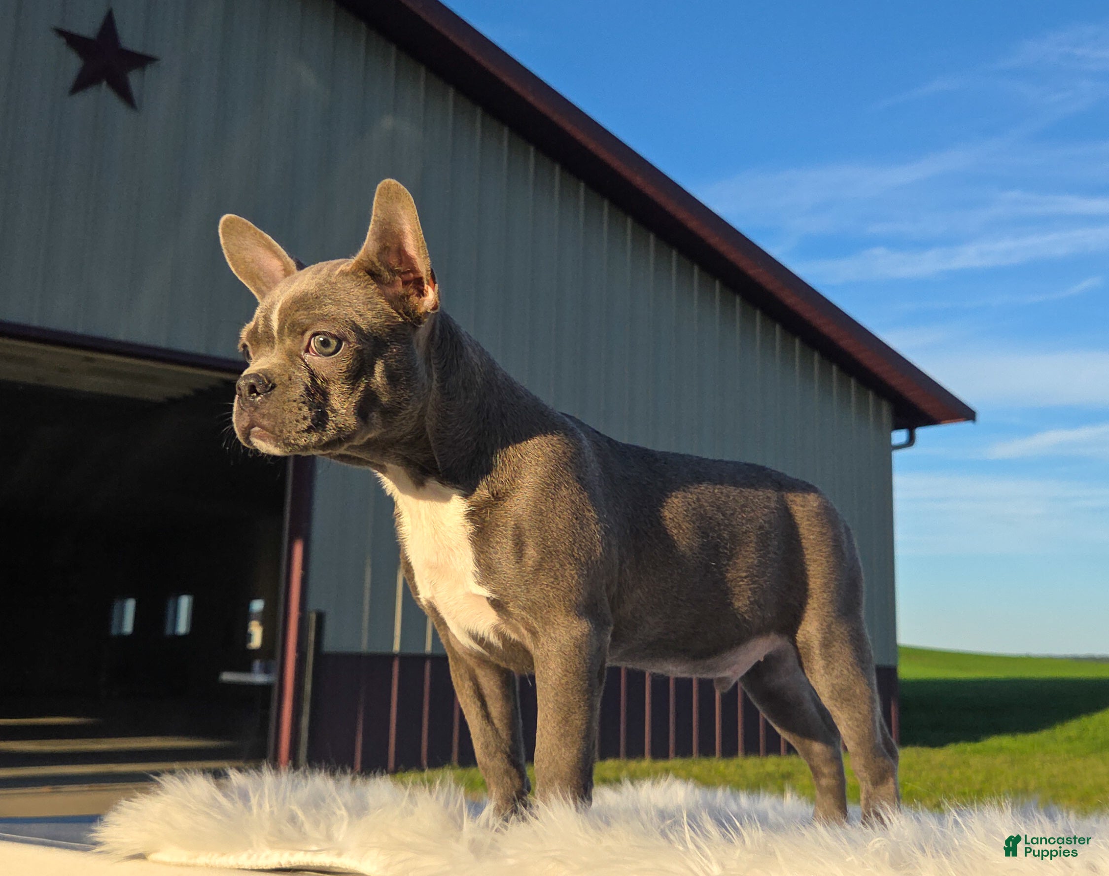 Mixed Breed dogs Karson - Ad 2