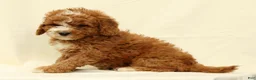 Cavapoo dogs for sale: Captain - Ad 8